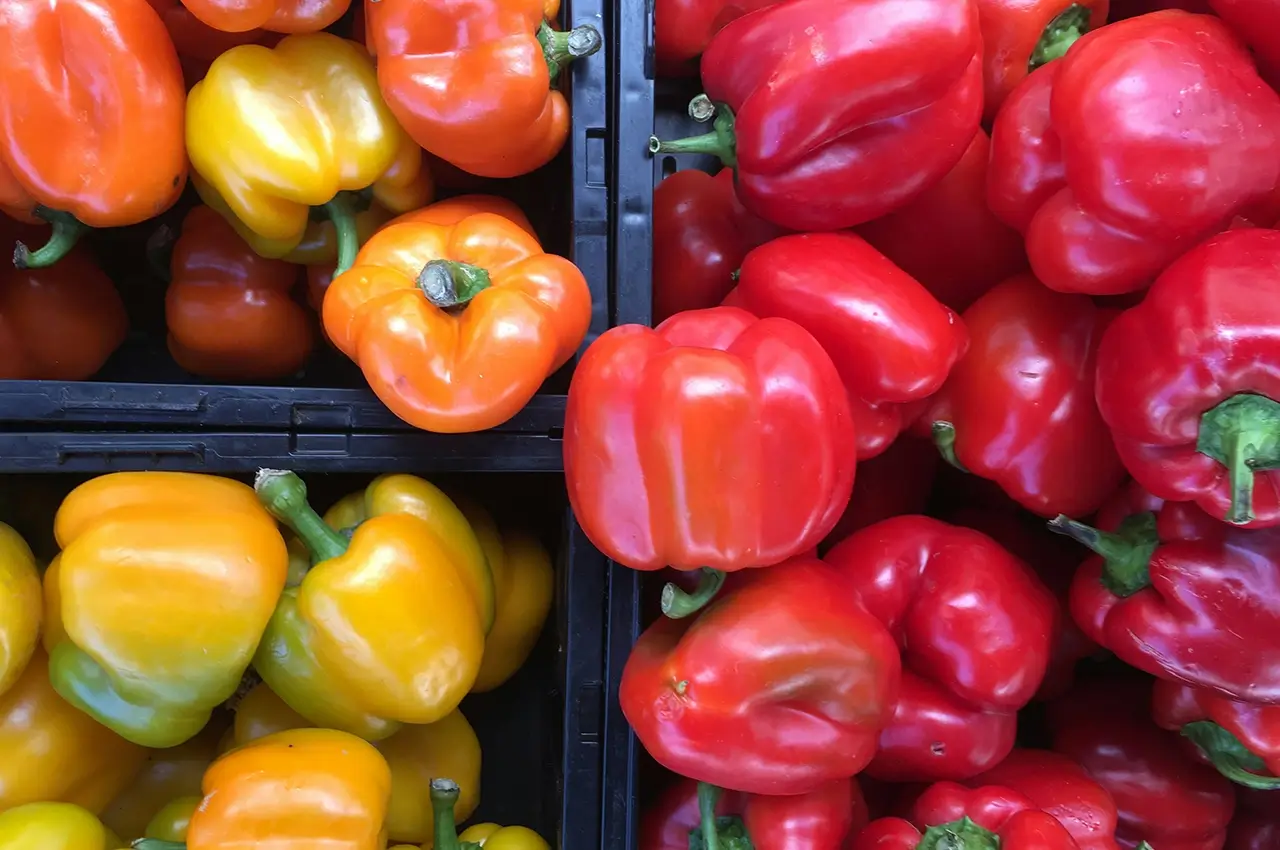 Capsicum farm operation